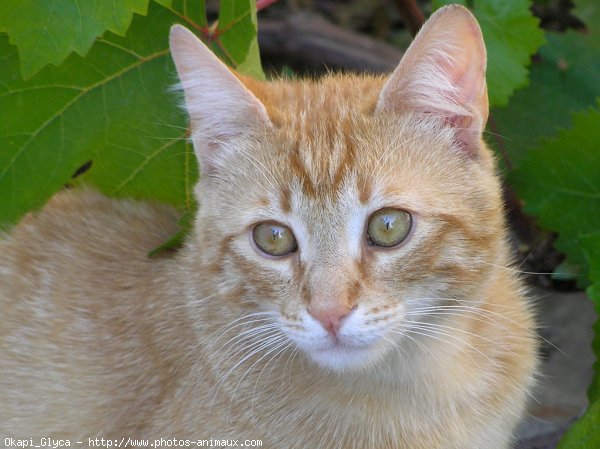 Photo de Chat domestique