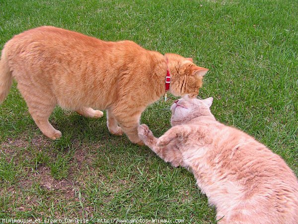 Photo de Chat domestique