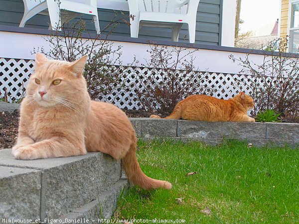 Photo de Chat domestique