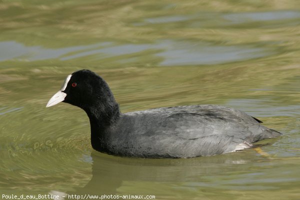 Photo de Foulque macroule