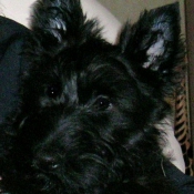 Photo de Scottish terrier