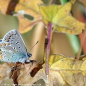 Photo de Papillon