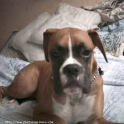 Photo de Boxer