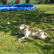 Photo de Labrador retriever