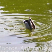 Photo de Canard