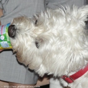 Photo de West highland white terrier