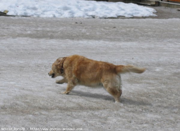 Photo de Golden retriever