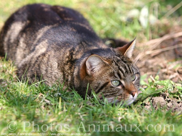 Photo de Chat domestique