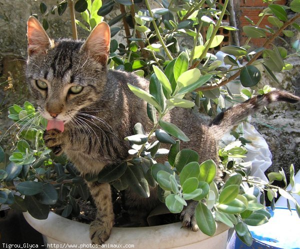 Photo de Chat domestique