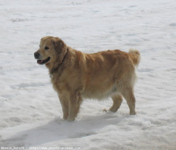 Photo de Golden retriever