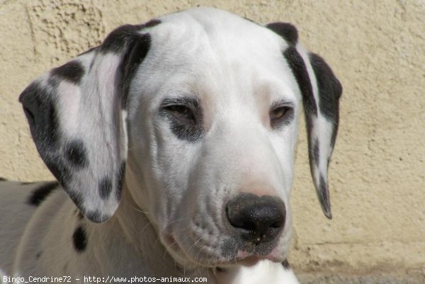 Photo de Dalmatien