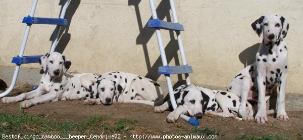 Photo de Dalmatien