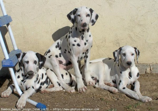 Photo de Dalmatien