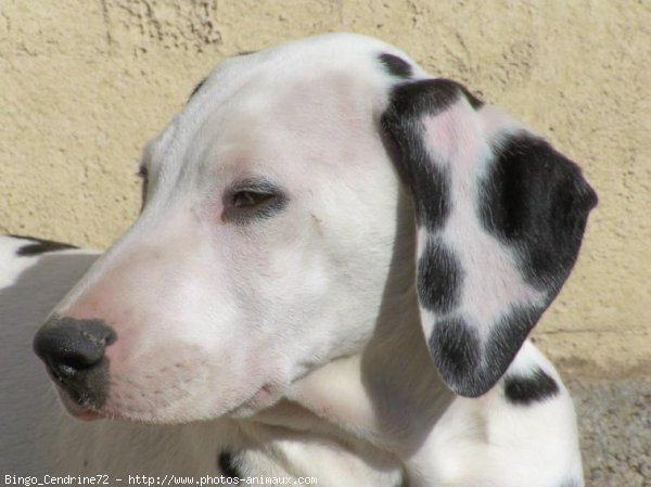 Photo de Dalmatien