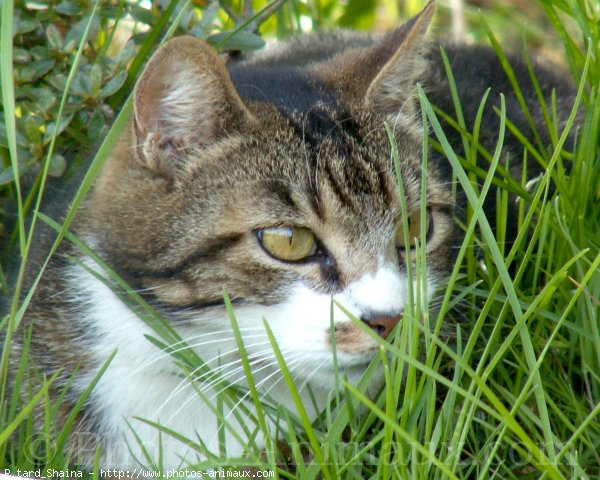 Photo de Chat domestique