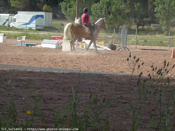 Photo de Poney franais de selle