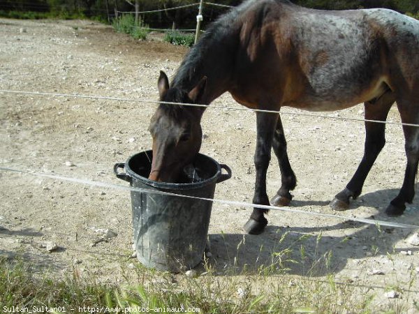 Photo de Races diffrentes