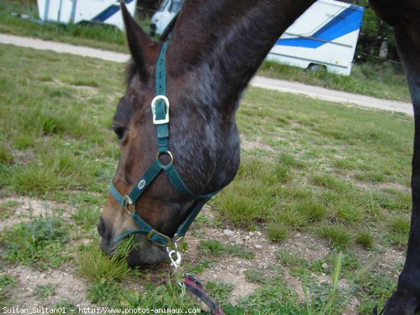 Photo de Races diffrentes