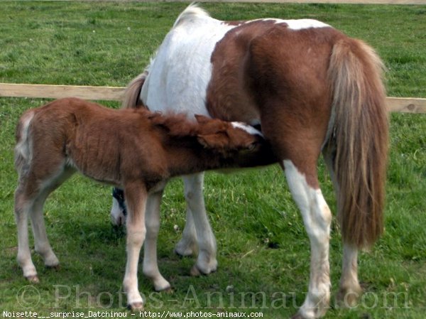 Photo de Shetland