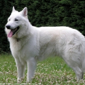 Photo de Berger blanc suisse