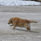 Photo de Golden retriever