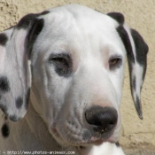 Photo de Dalmatien