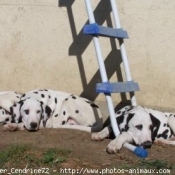 Photo de Dalmatien