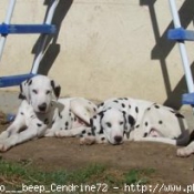 Photo de Dalmatien