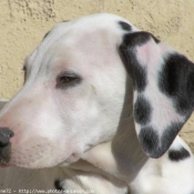 Photo de Dalmatien