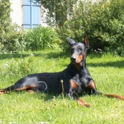 Photo de Dobermann