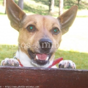 Photo de Jack russell terrier