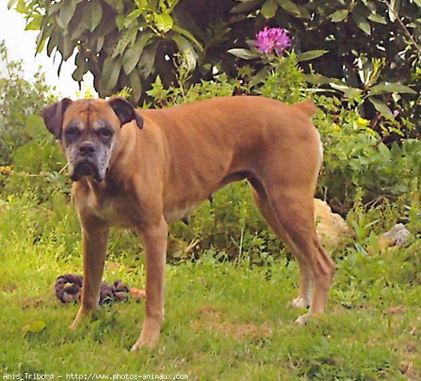 Photo de Boxer