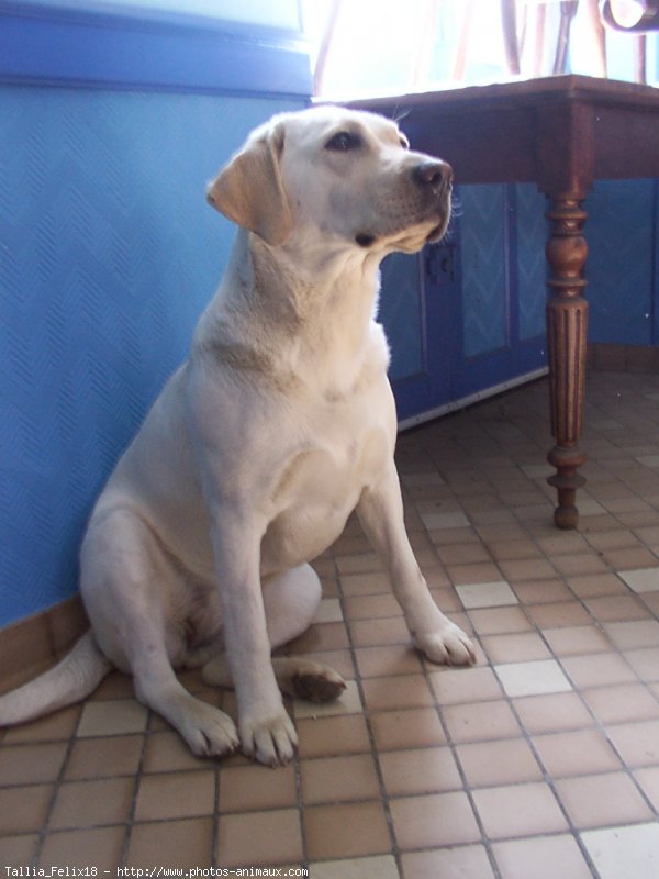 Photo de Labrador retriever