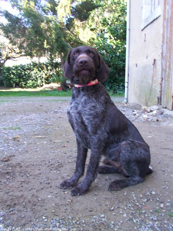 Photo de Chien d'arrt allemand  poil dur