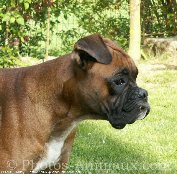 Photo de Boxer