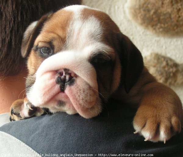 Photo de Bulldog