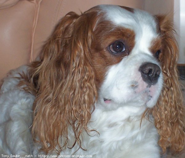 Photo de Cavalier king charles spaniel