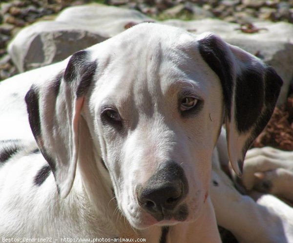 Photo de Dalmatien