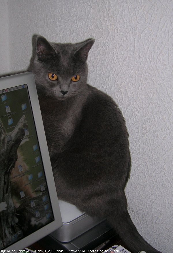 Photo de Chartreux