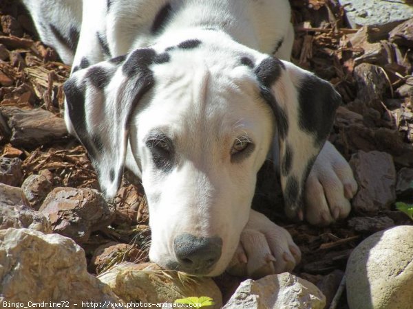 Photo de Dalmatien