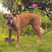 Photo de Boxer