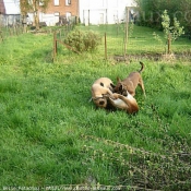 Photo de Berger belge malinois