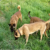 Photo de Berger belge malinois