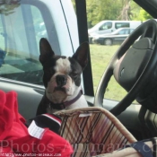 Photo de Boston terrier