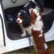 Photo de Cavalier king charles spaniel