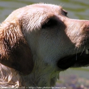 Photo de Labrador retriever