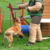 Photo de Berger belge malinois