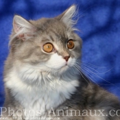 Photo de British longhair