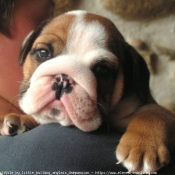 Photo de Bulldog