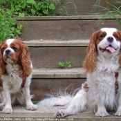 Photo de Cavalier king charles spaniel